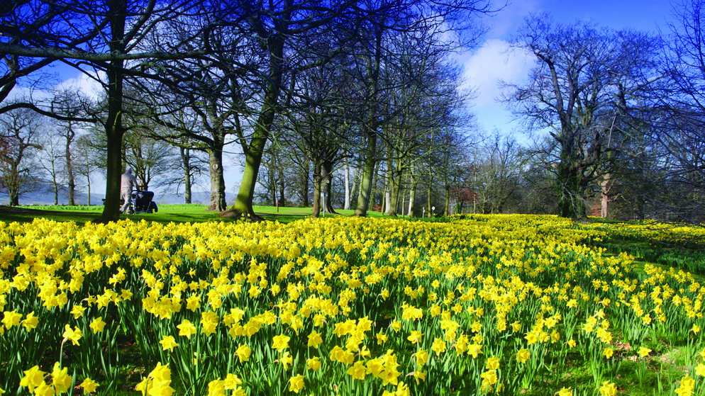 spring-images-ireland_barnett-demesne_bg