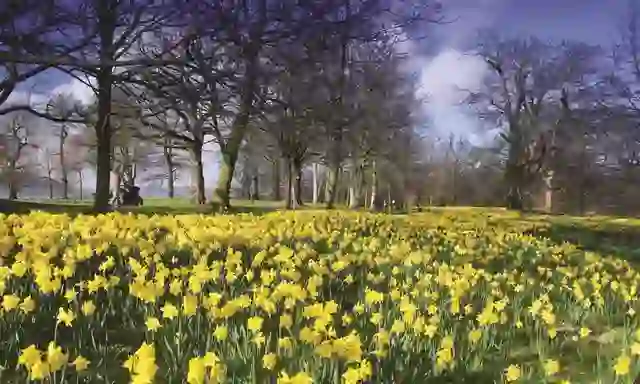 spring-images-ireland_barnett-demesne_bg