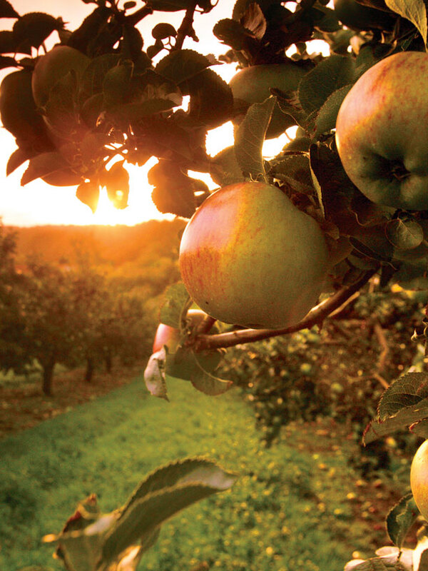 Close-up of apples growing on a tree in an orchard at sunset.