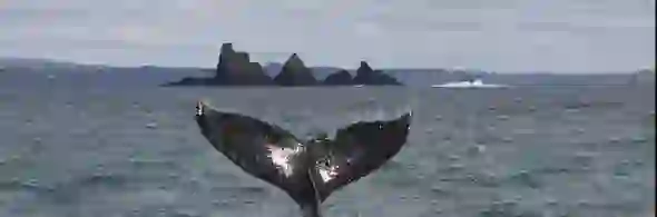 whale-cork-strip