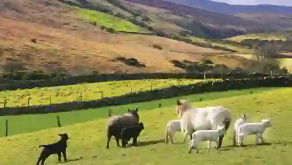 spring-images-ireland-sperrins