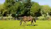 national-stud