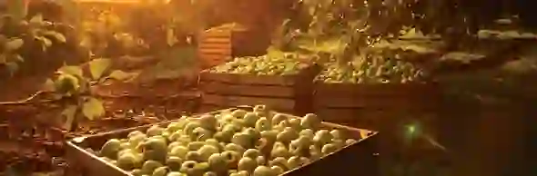 mm_ten-autumn_apples