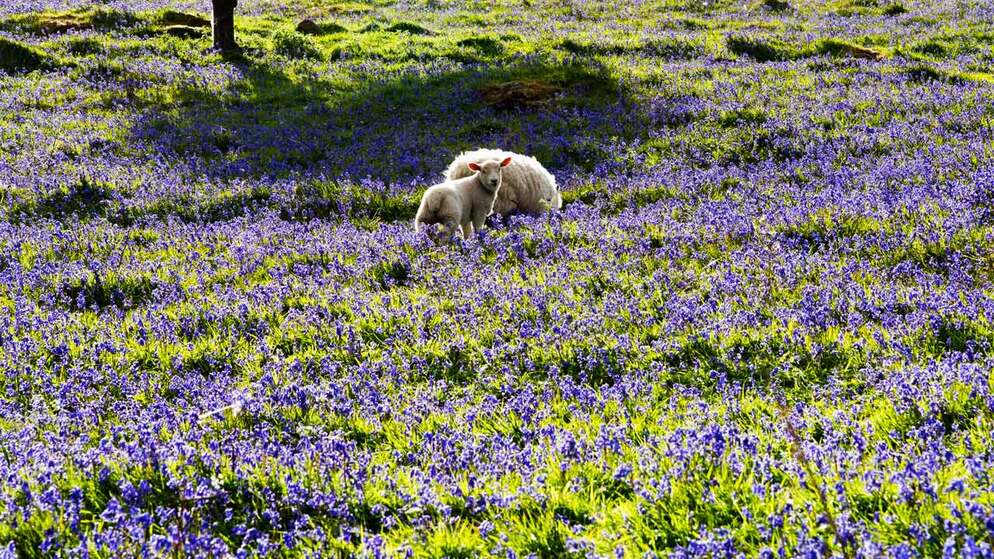top-things-to-do-spring-bg-glenariff