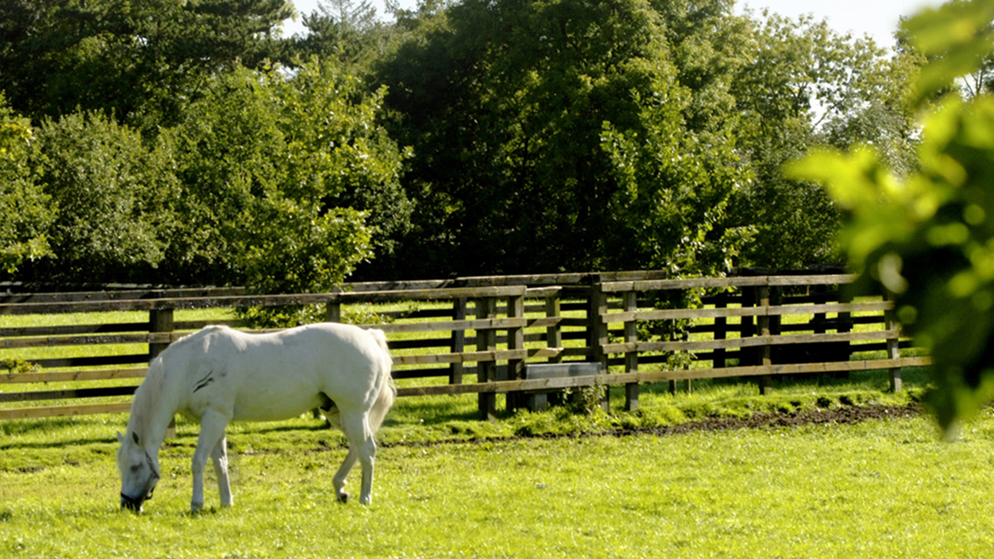 w301_a_whats_available_equestrian_stud_bg