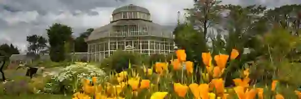 dublin-botanic-strip