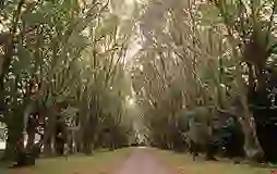 Coole park
