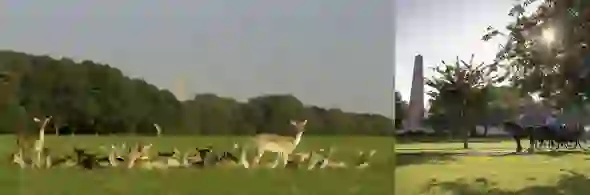 deer-strip