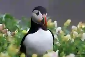 at-one-with-nature-teaser-puffin
