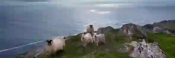 cork-sheepshead-strip