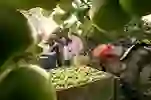 taste-the-isalnd-bg-teaser3