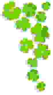 Trifogli