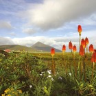 my-ireland-orange-flowers-achill-county-mayo