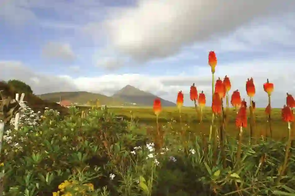 my-ireland-orange-flowers-achill-county-mayo