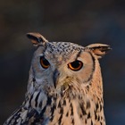 my-ireland-owl-doneraile-court-and-wildlife-park-county-cork