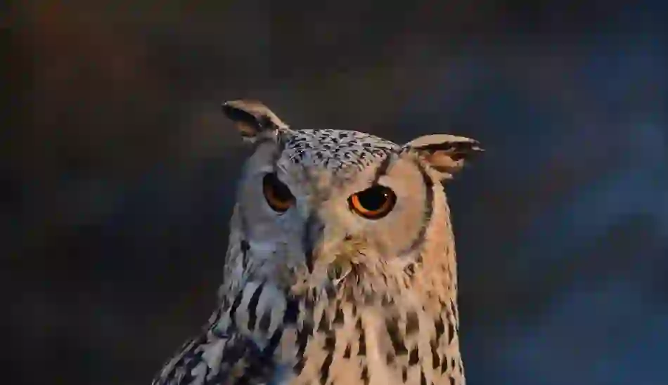 my-ireland-owl-doneraile-court-and-wildlife-park-county-cork