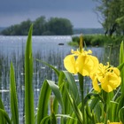 my-ireland-yellow-flowers-lake-portumna-county-galway