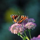 my-ireland-butterfly-killarney-national-park-county-kerry