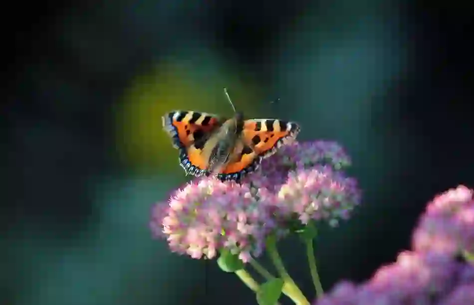 my-ireland-butterfly-killarney-national-park-county-kerry