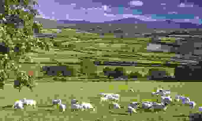 Sheep1
